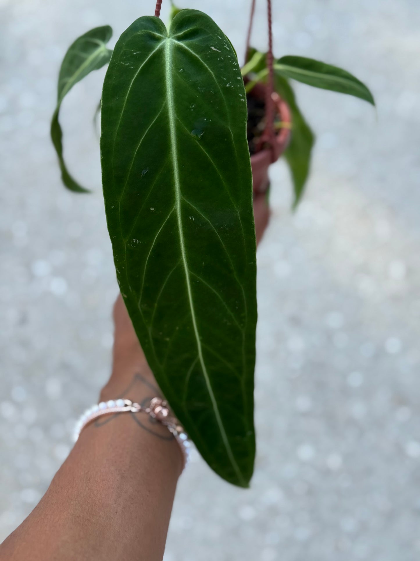 Anthurium 'Warocqueanum'