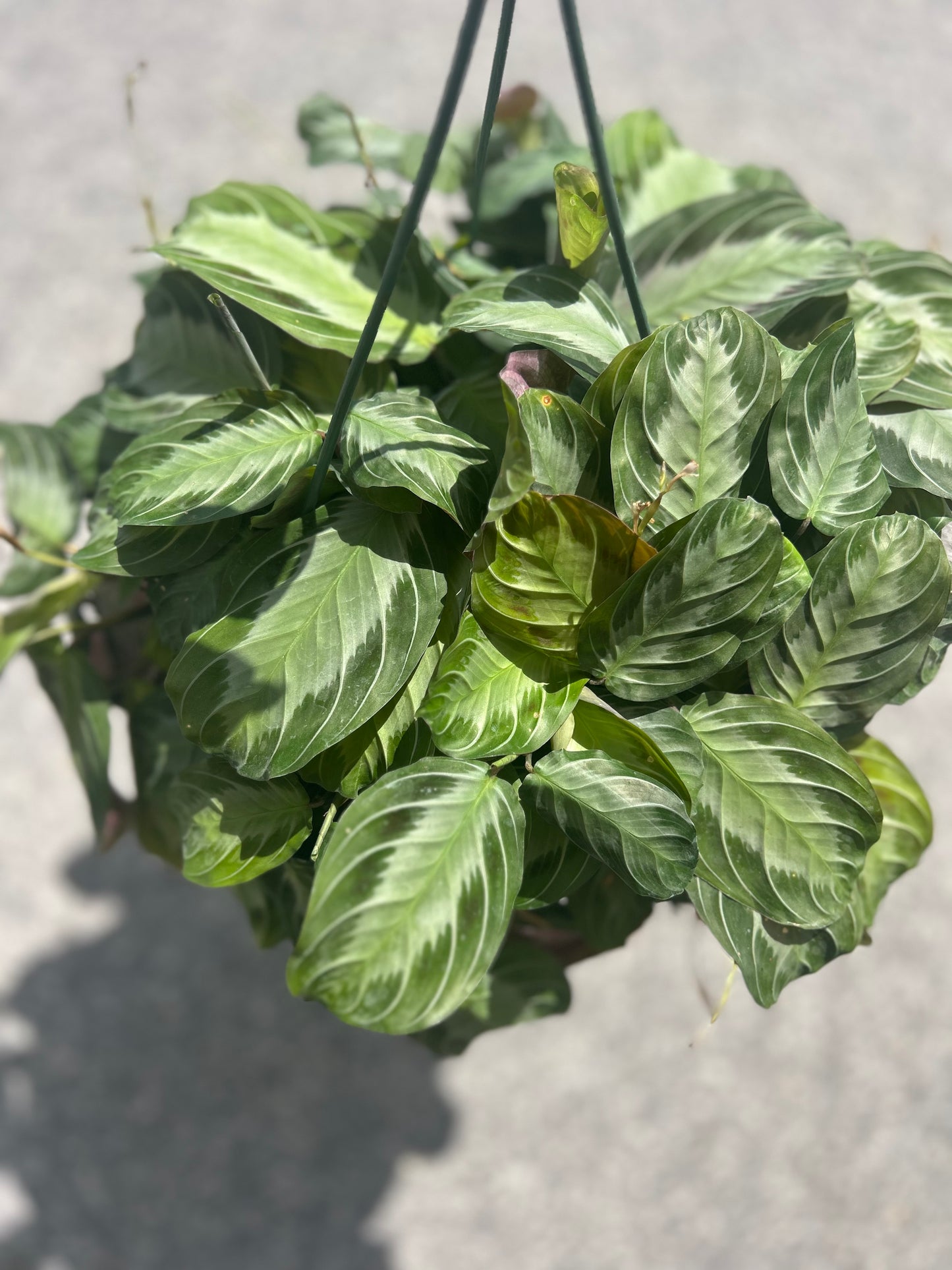 Maranta Silver Band