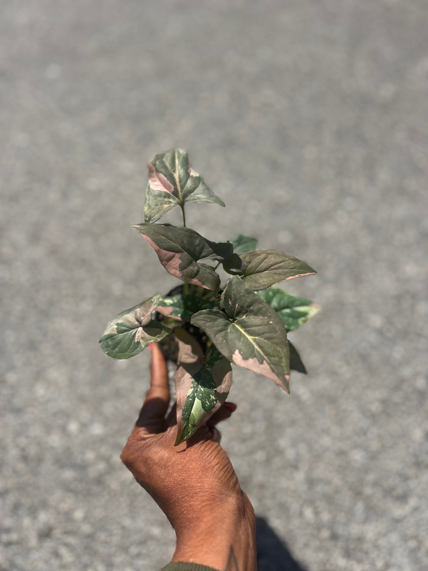 Syngonium 'Tricolor'