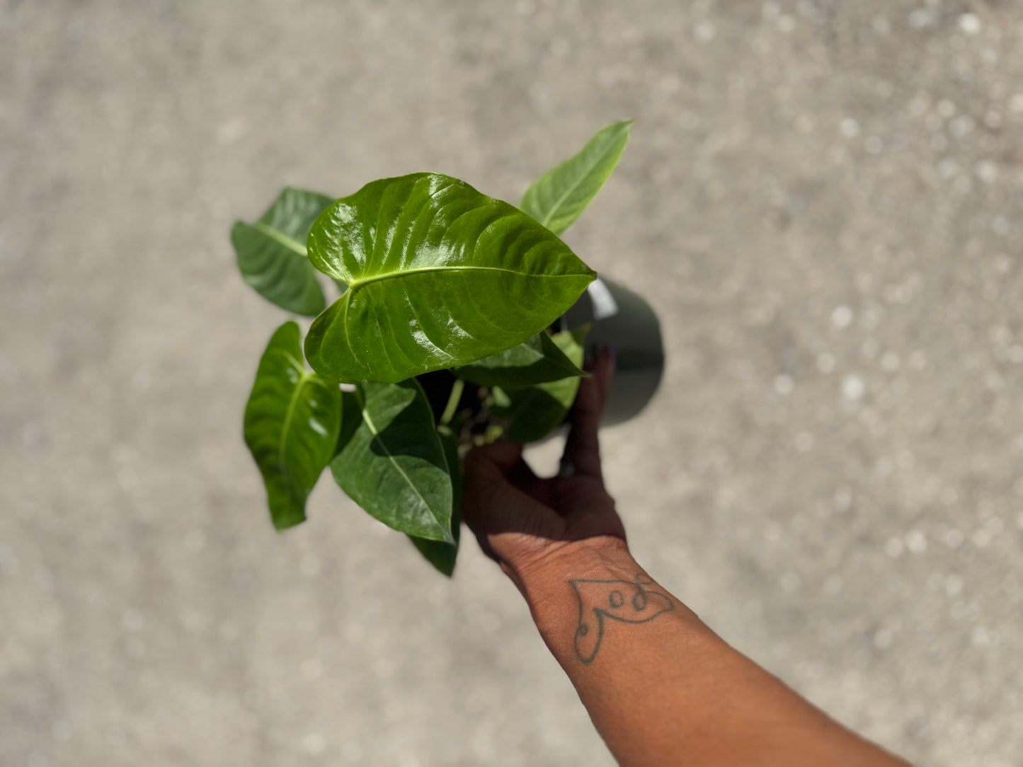 Anthurium Veitchii ‘King’
