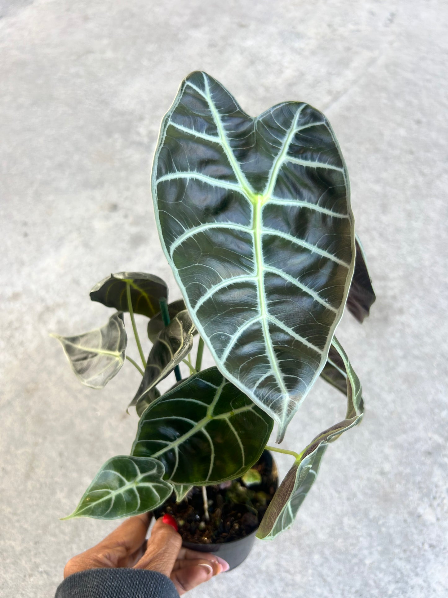 Alocasia watsoniana