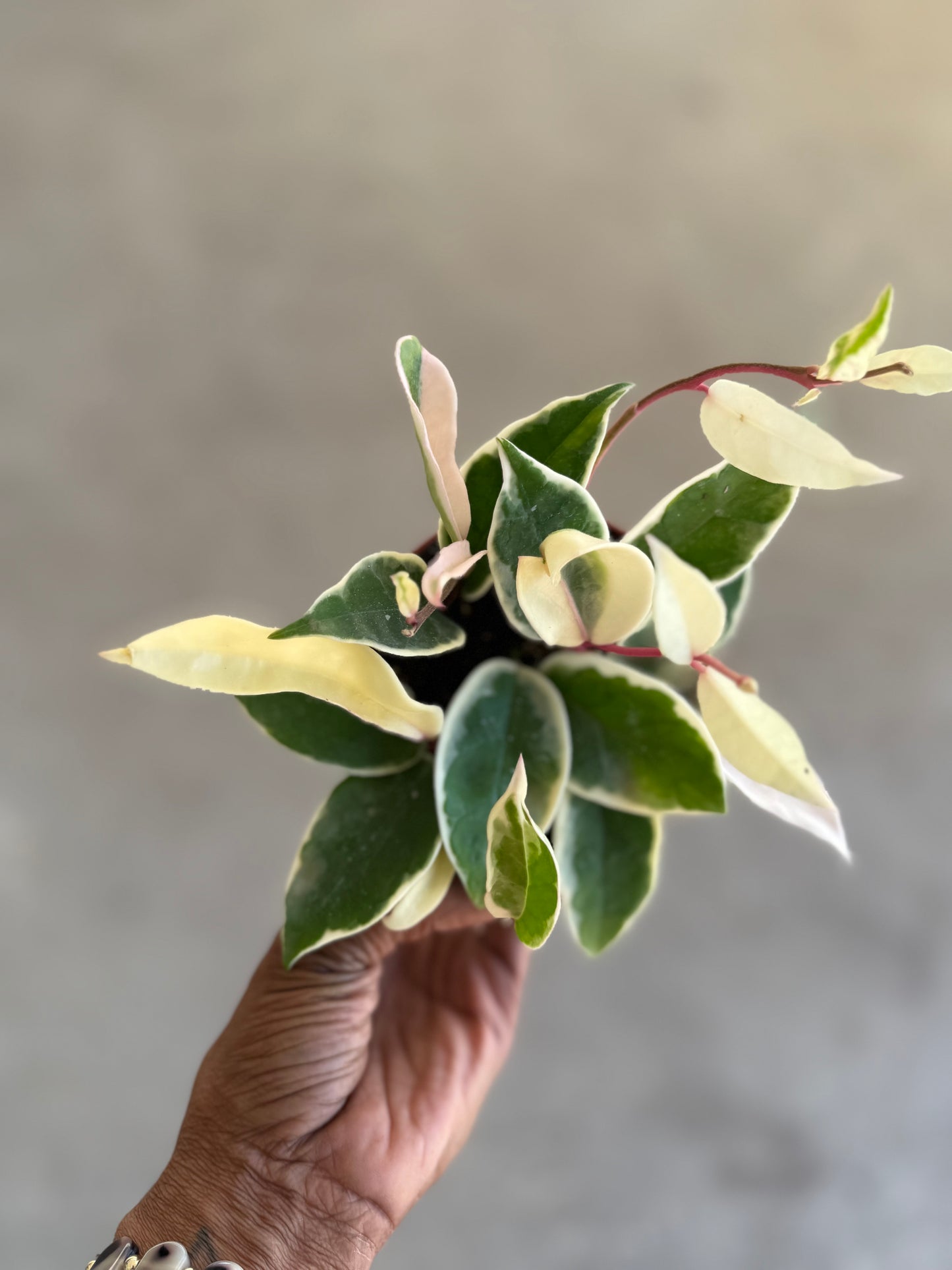 Hoya 'Krimson Queen'