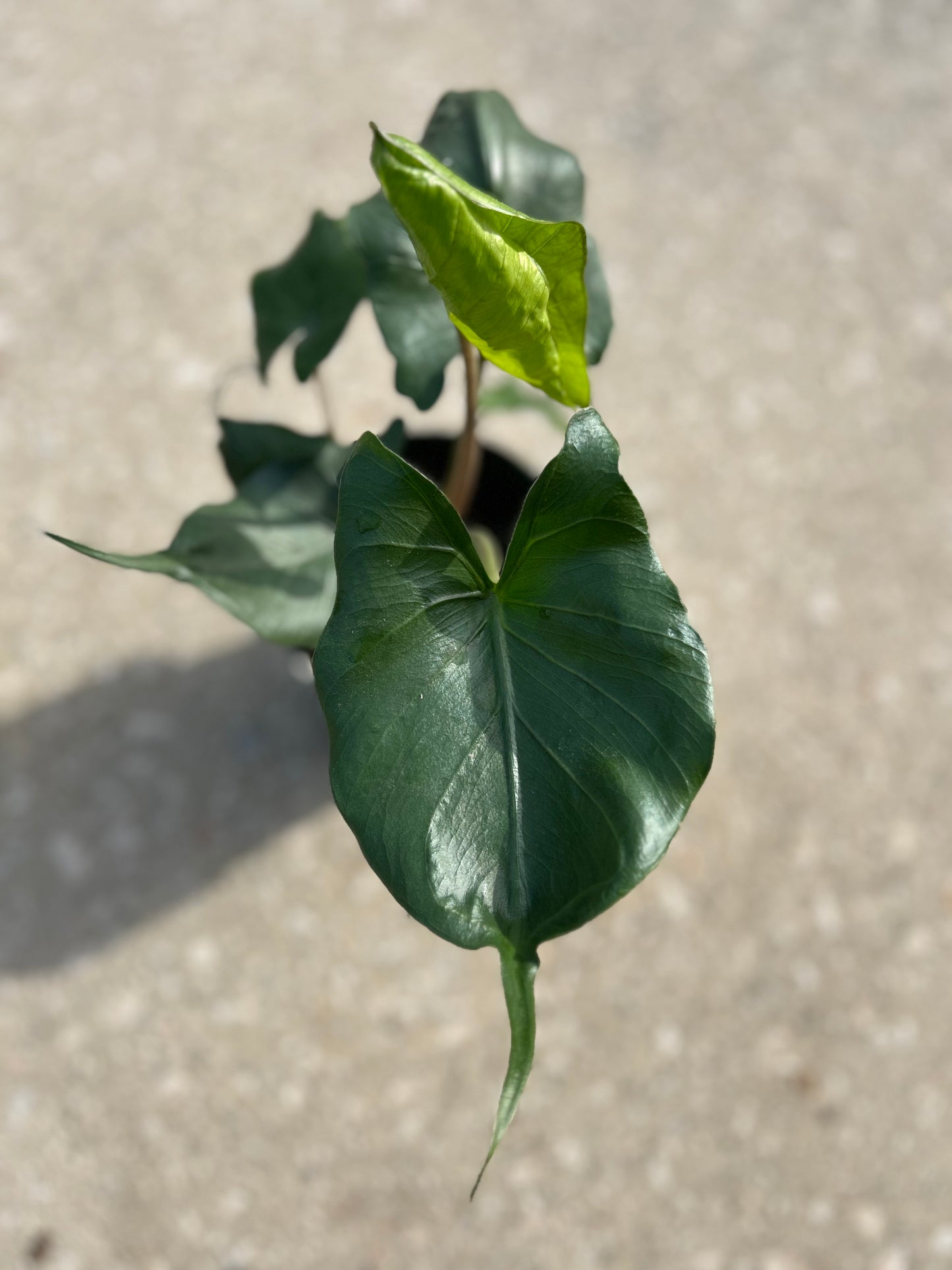 Alocasia 'Sting Ray'