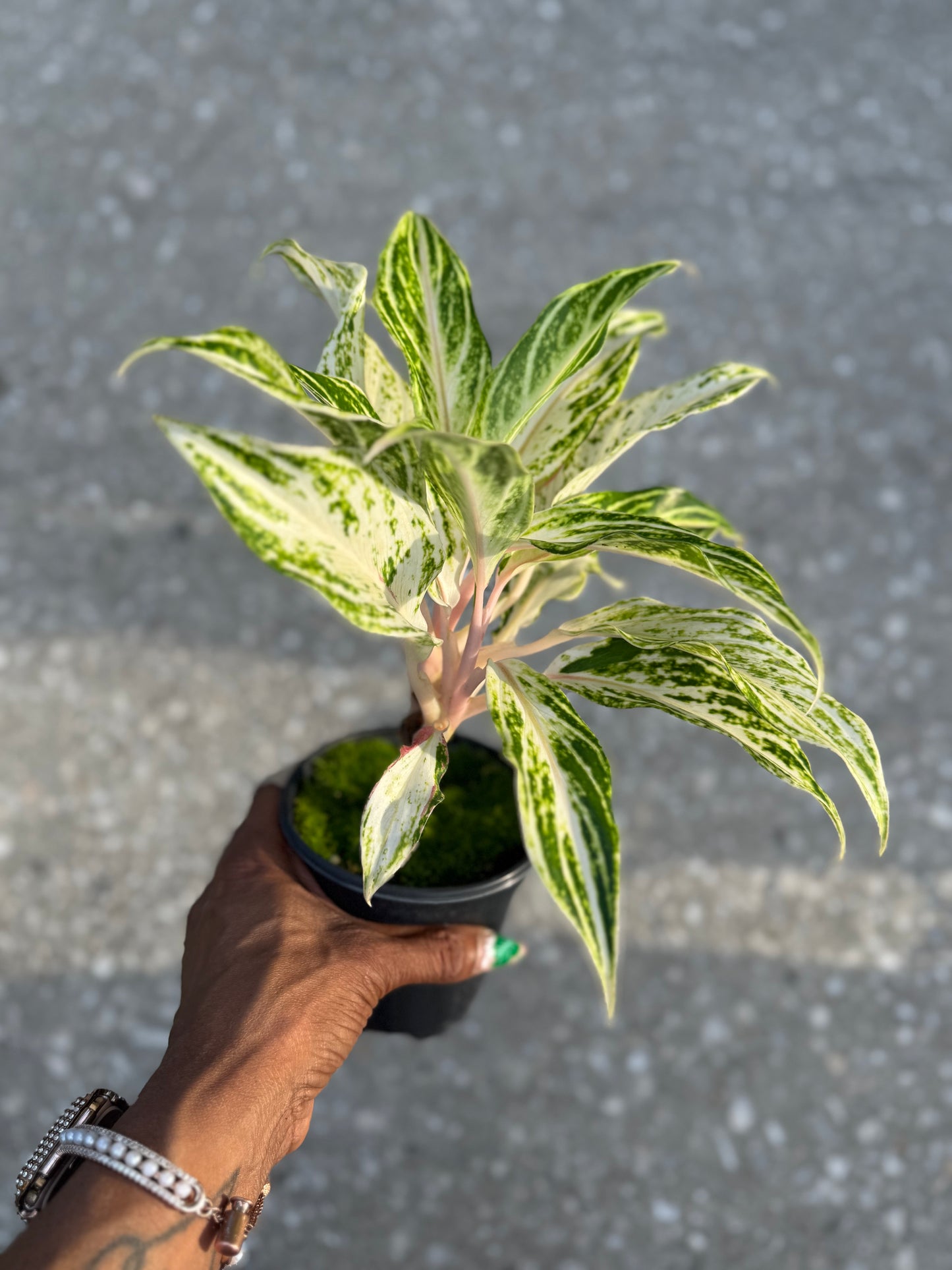 Aglaonema 'White Panama'
