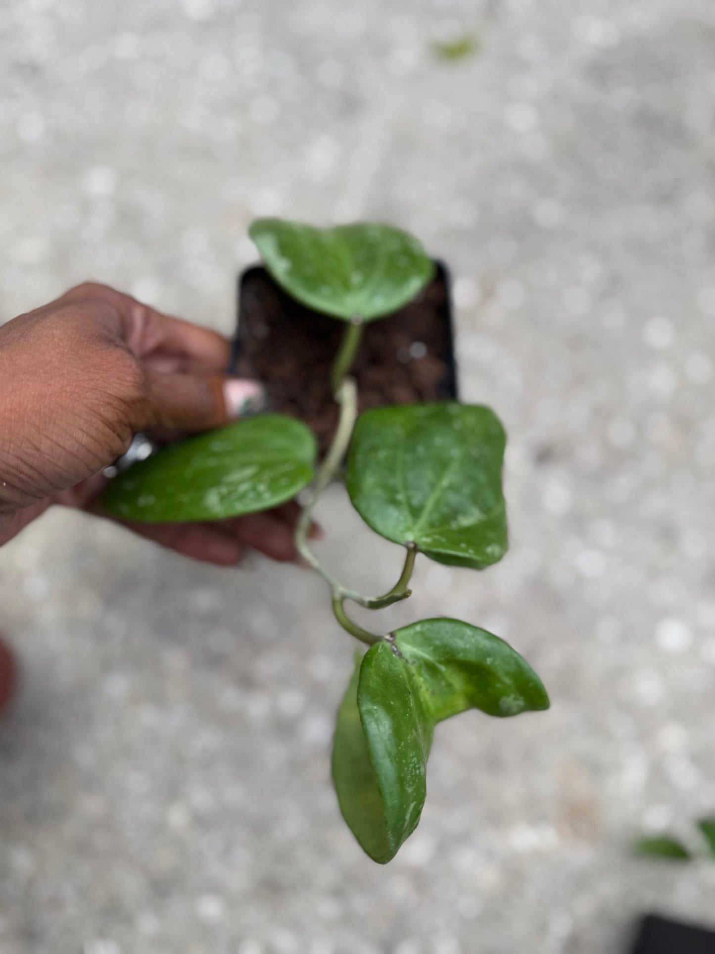 Hoya Latifolia 'Rangsan' Splashy