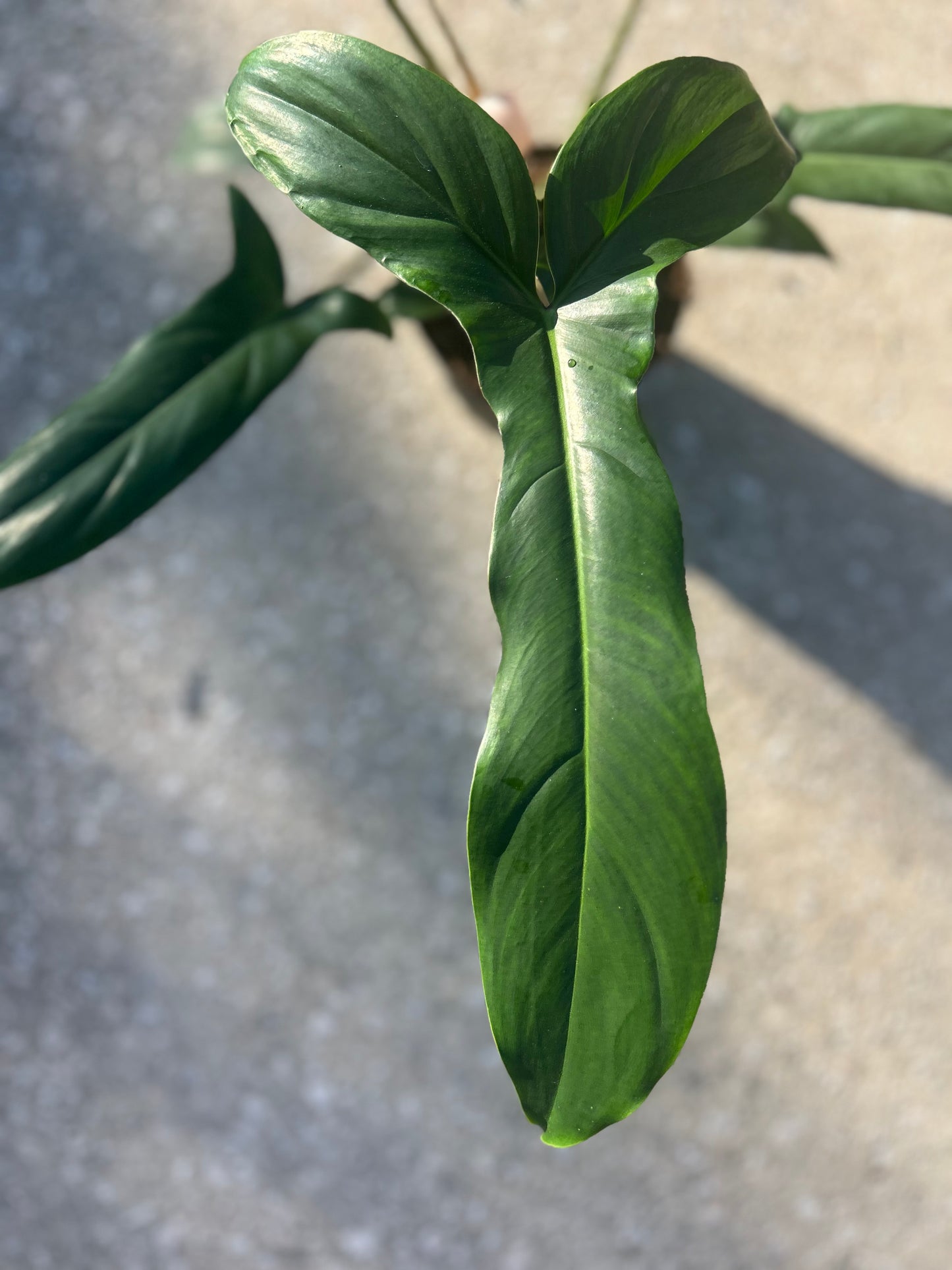 Philodendron '69686'