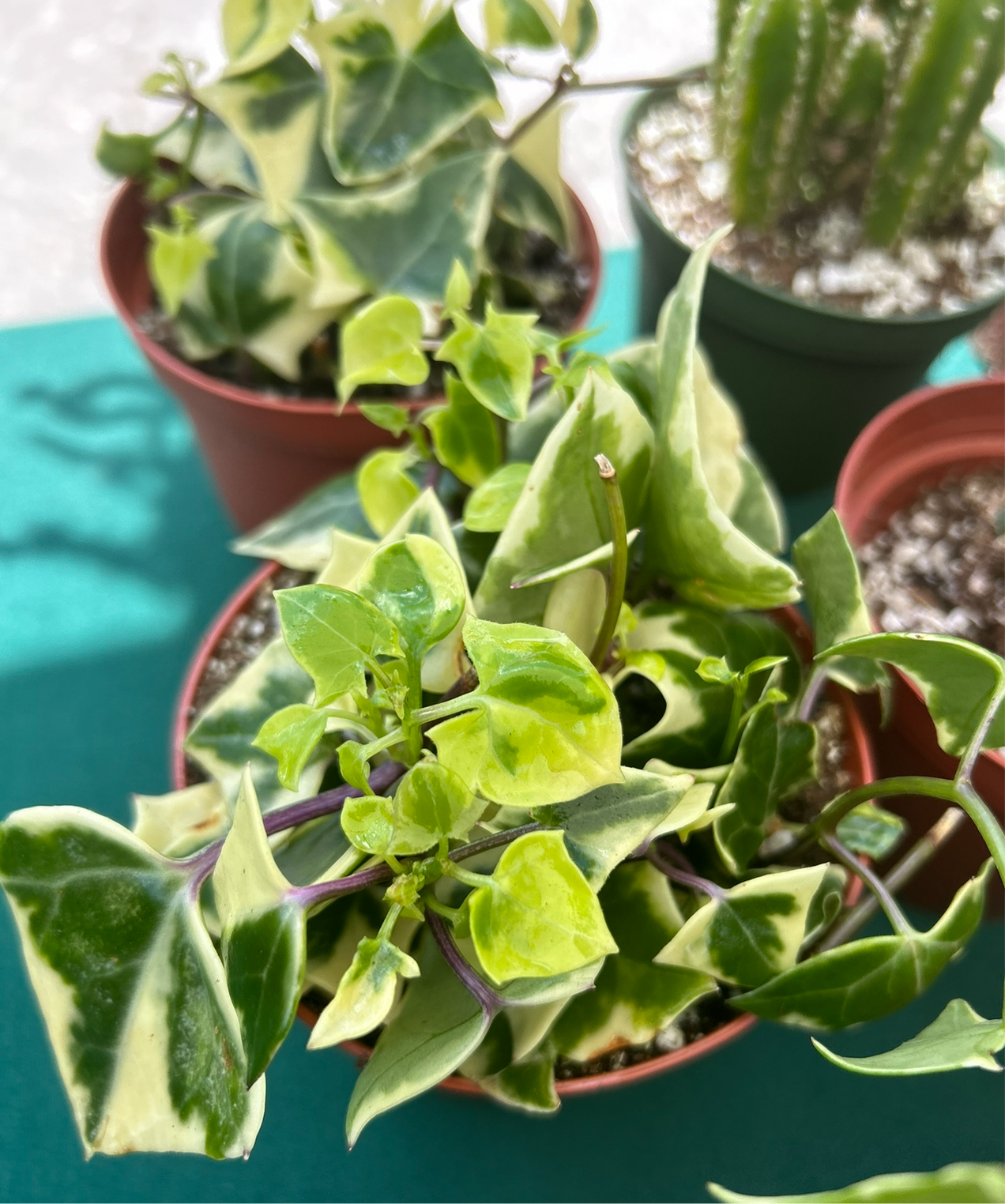 Senecio Mikaniodes Variegated