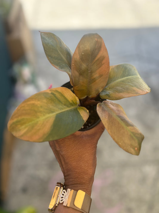 Philodendron 'Black Cardinal' Variegated