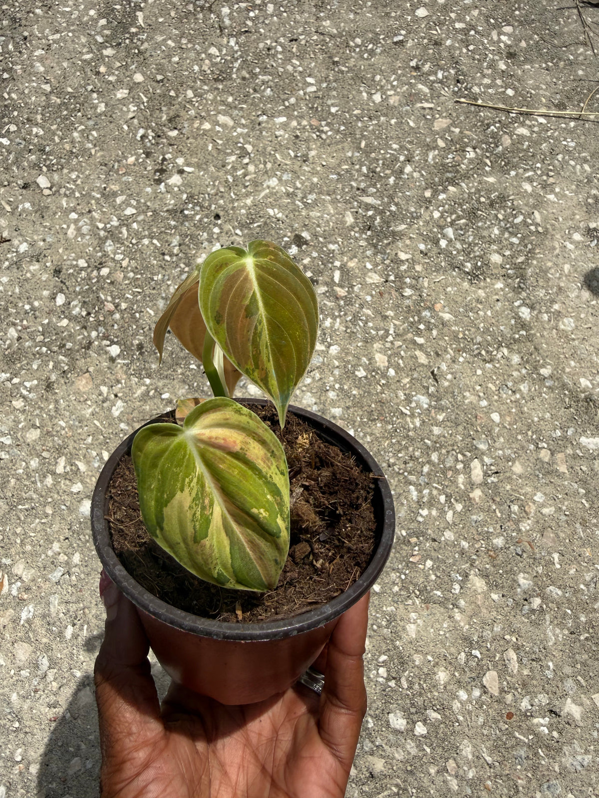 Philodendron melanochrysum orange variegated