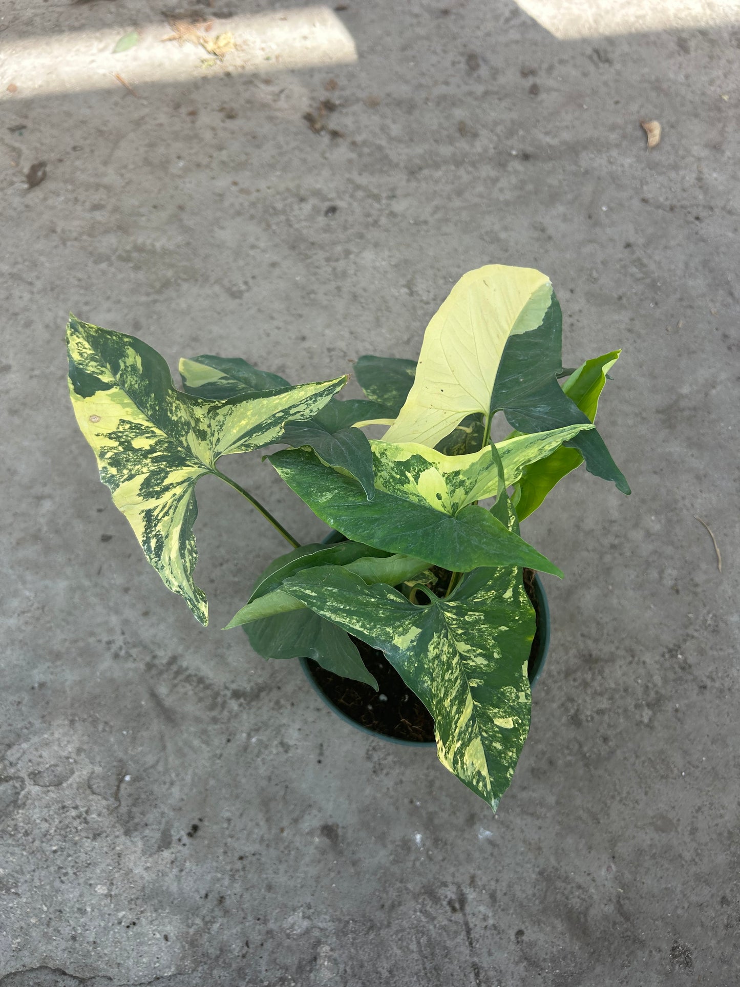 Syngonium Aurea Variegata