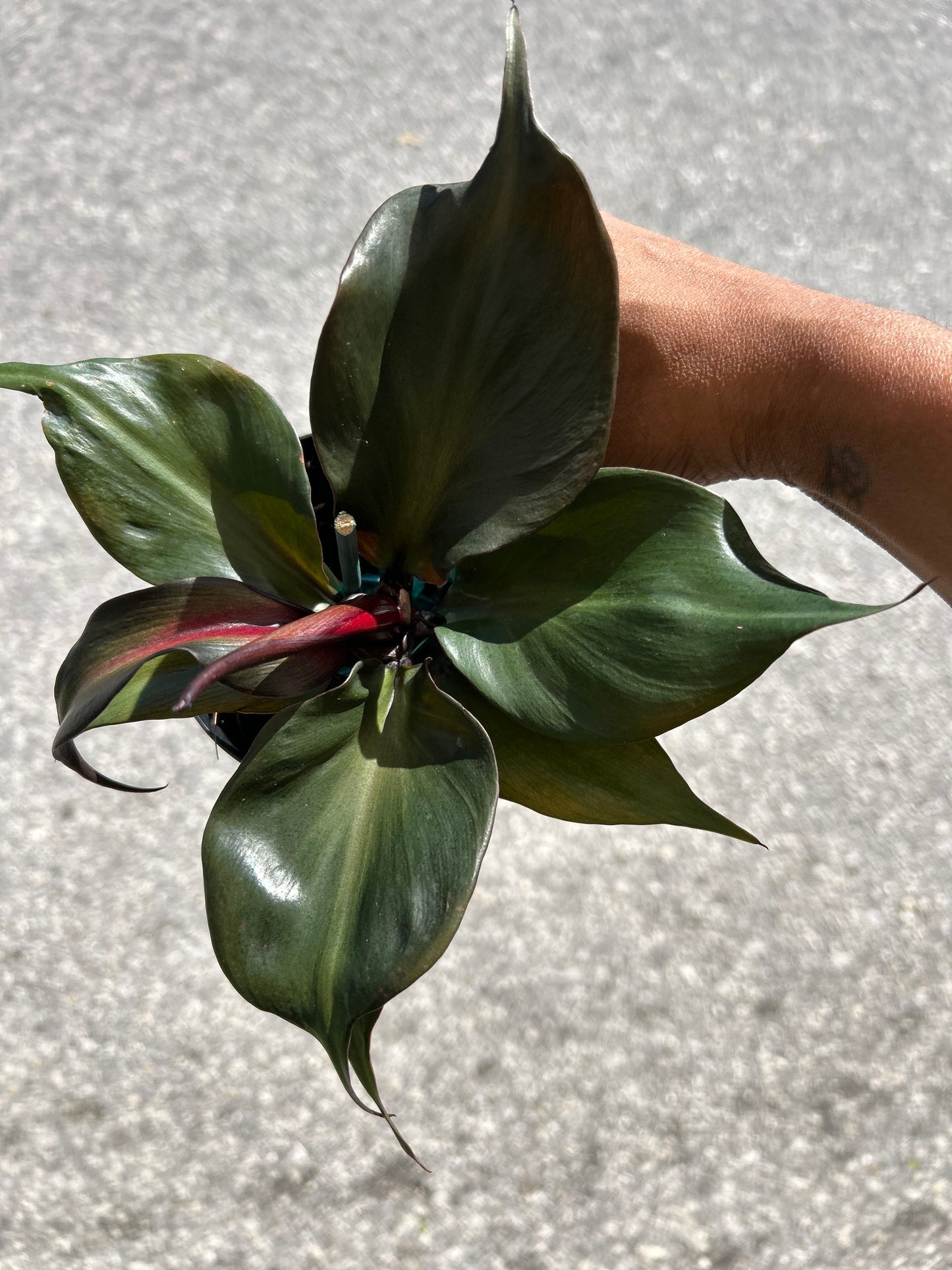 Philodendron 'Red Heart'