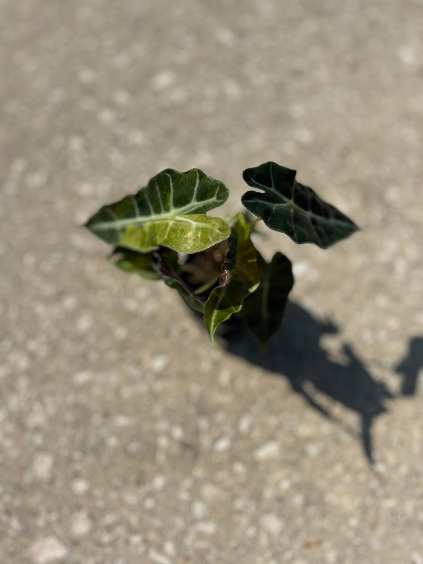 Alocasia Amazonica Polly Aurea Variegated