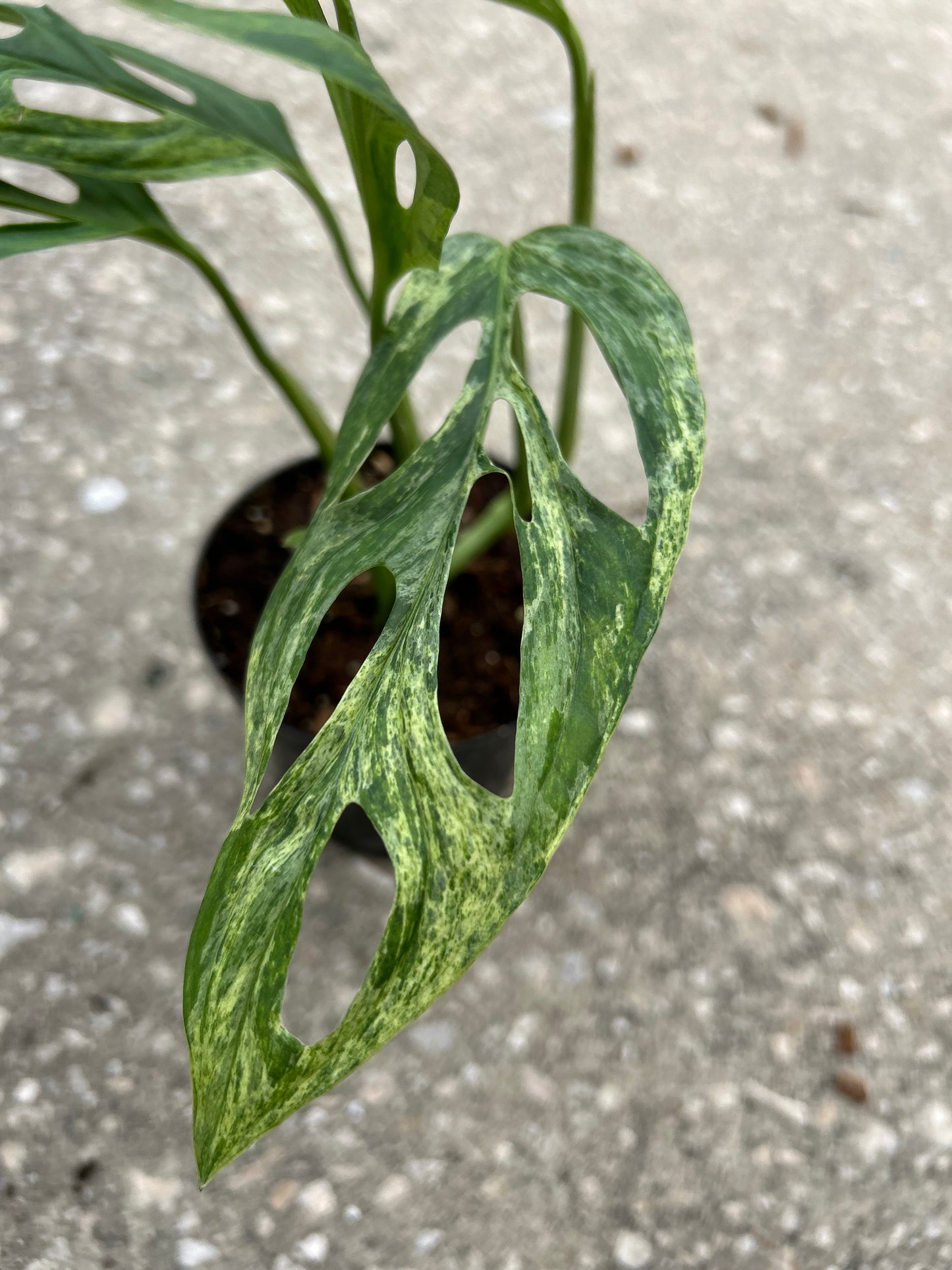 Monstera Adansonii Mint