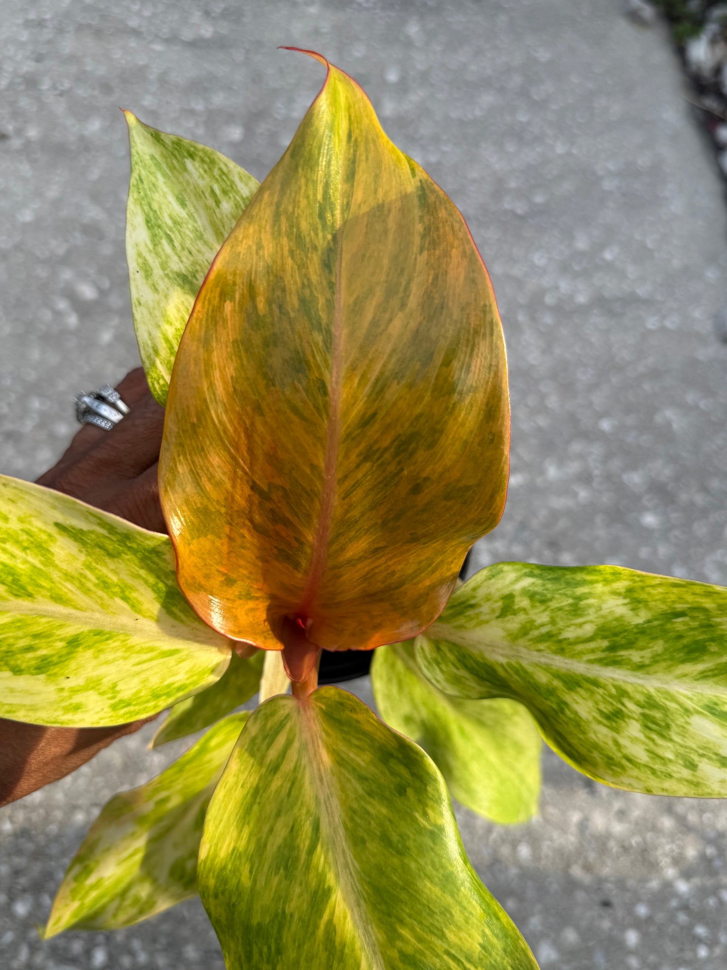 Philodendron 'Orange Marmalade'