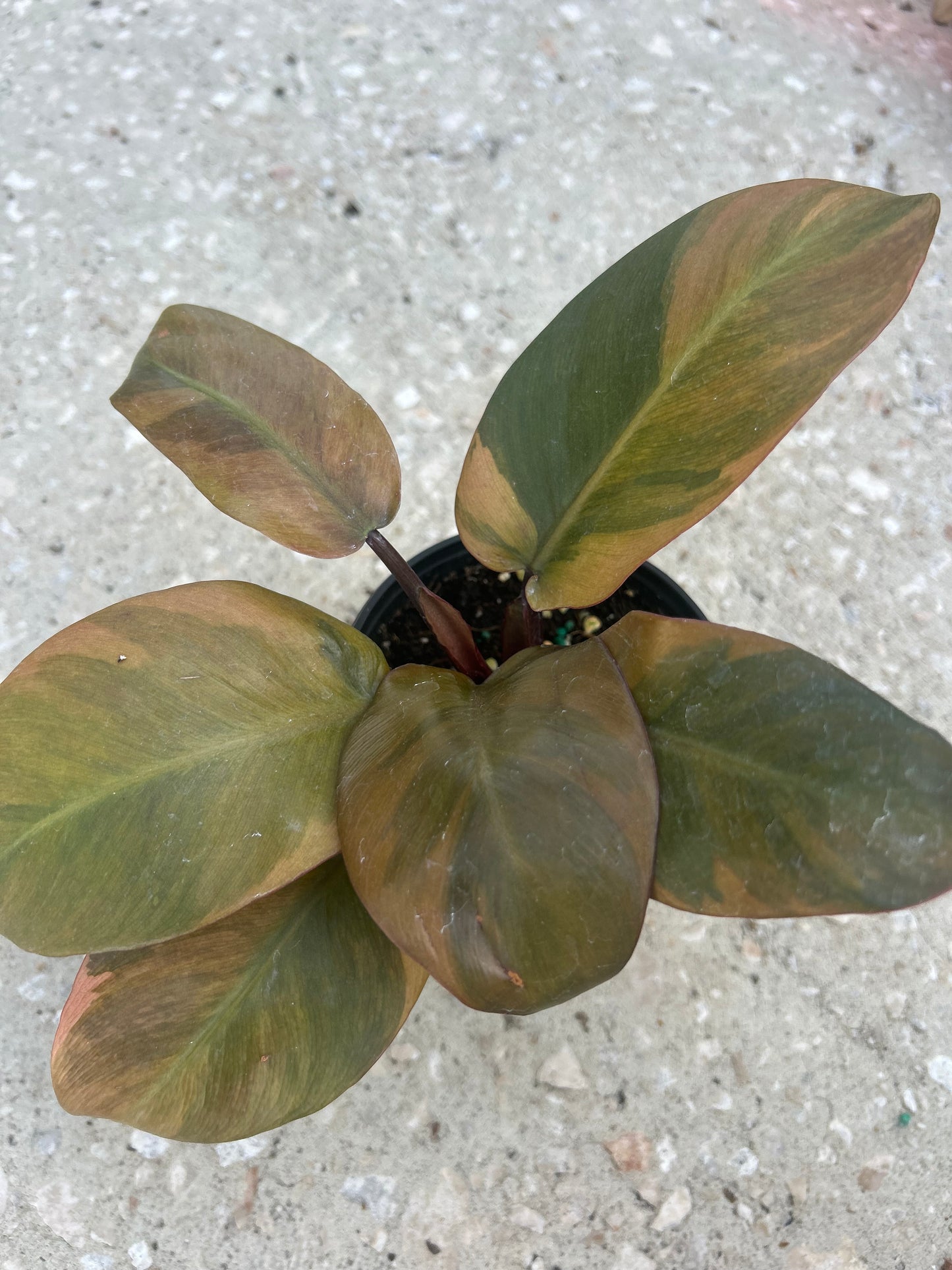 Philodendron 'Black Cardinal' Variegated