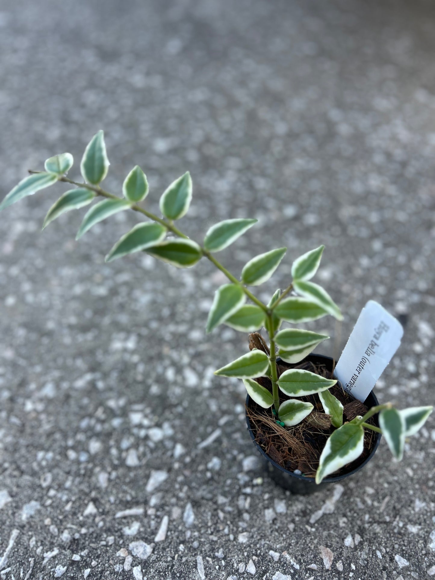 Hoya Bella (Outer variegation)