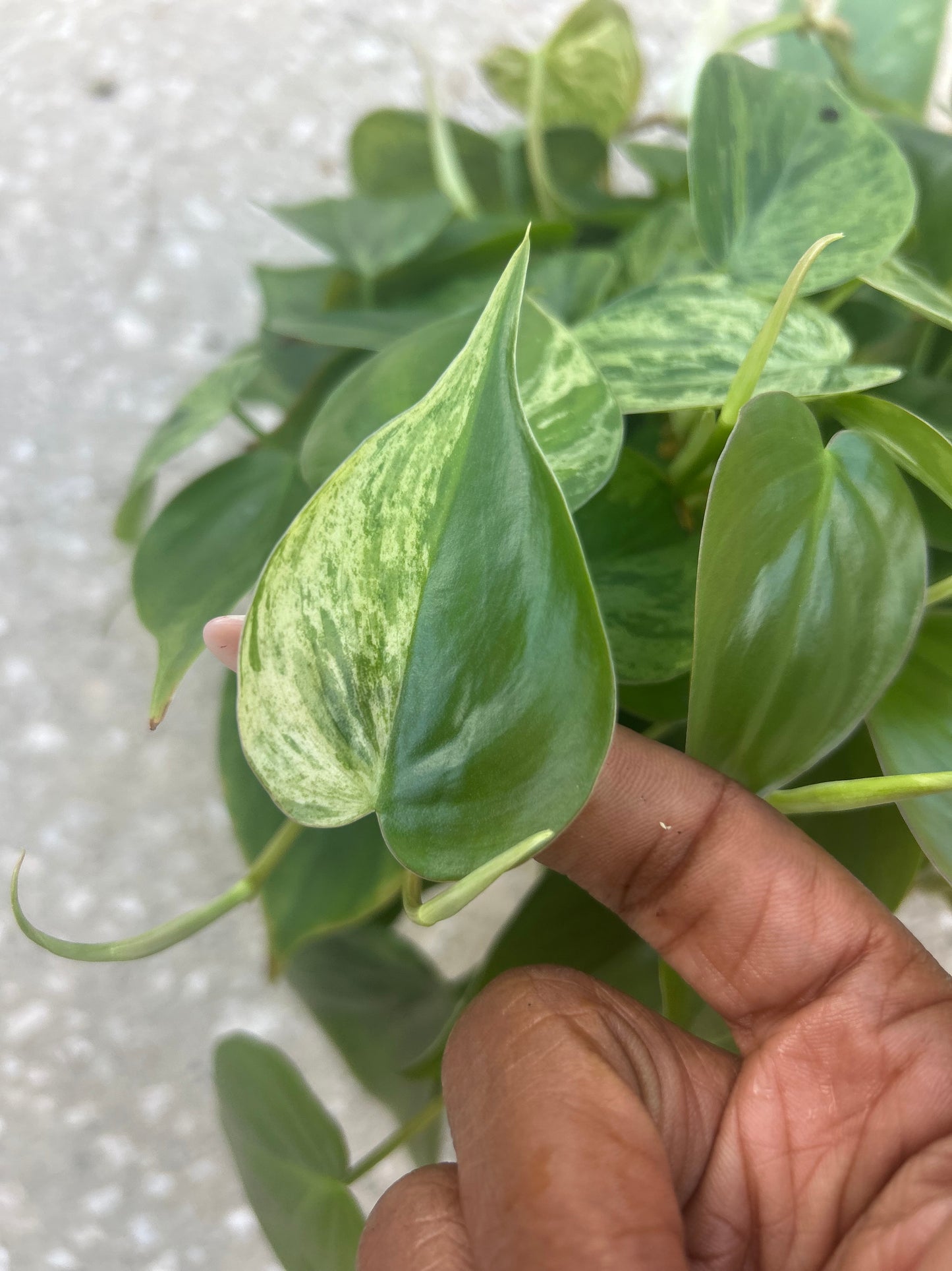 Philodendron 'Cordatum Heartleaf' Variegated