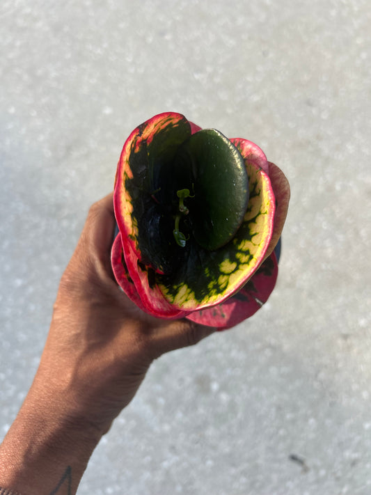 “Rose croton”-Codiaeum variegatum