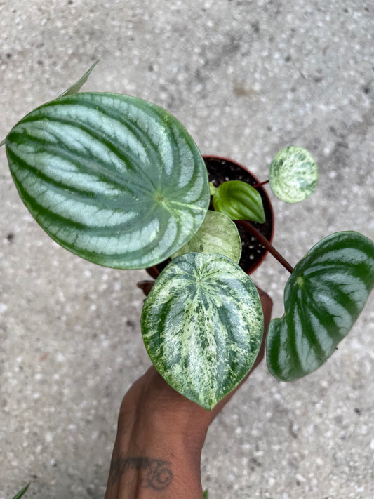 Peperomia 'Watermelon' Variegated