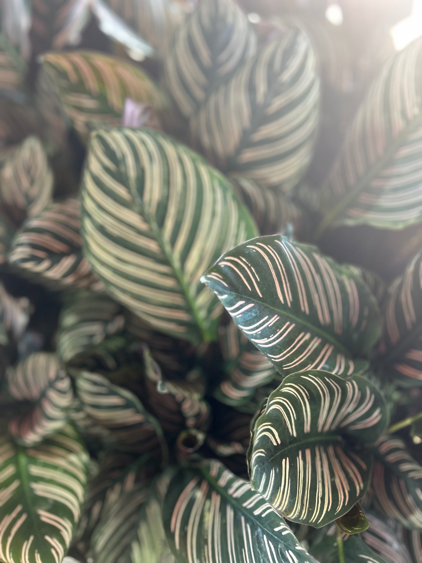Calathea Ornata 'Pinstripe'