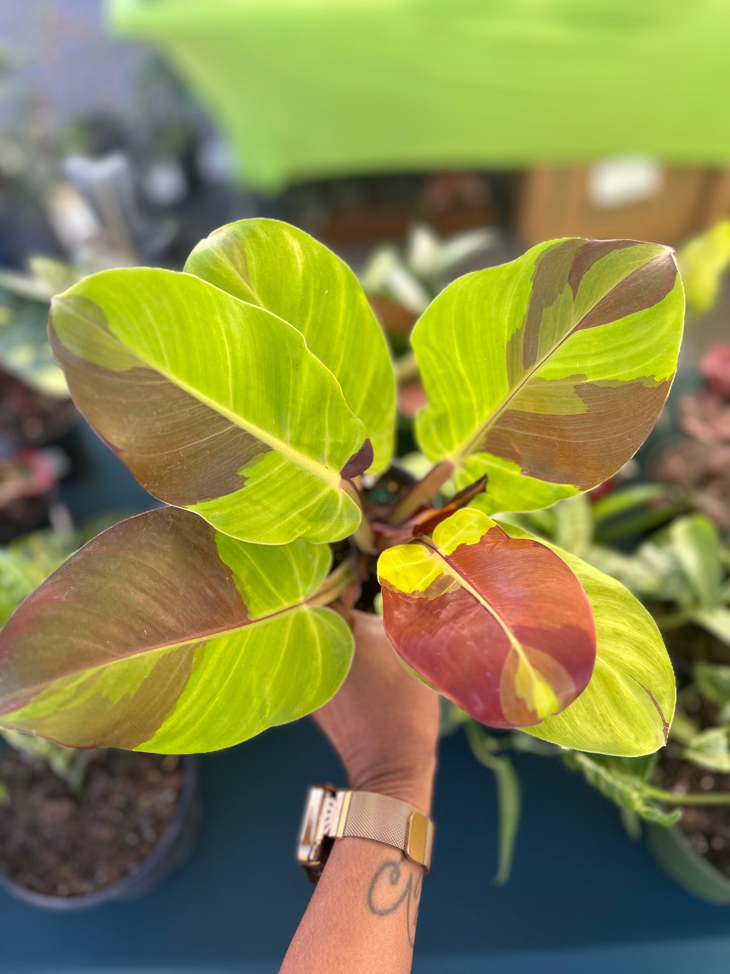 Philodendron Red Moon/Yellow Flame