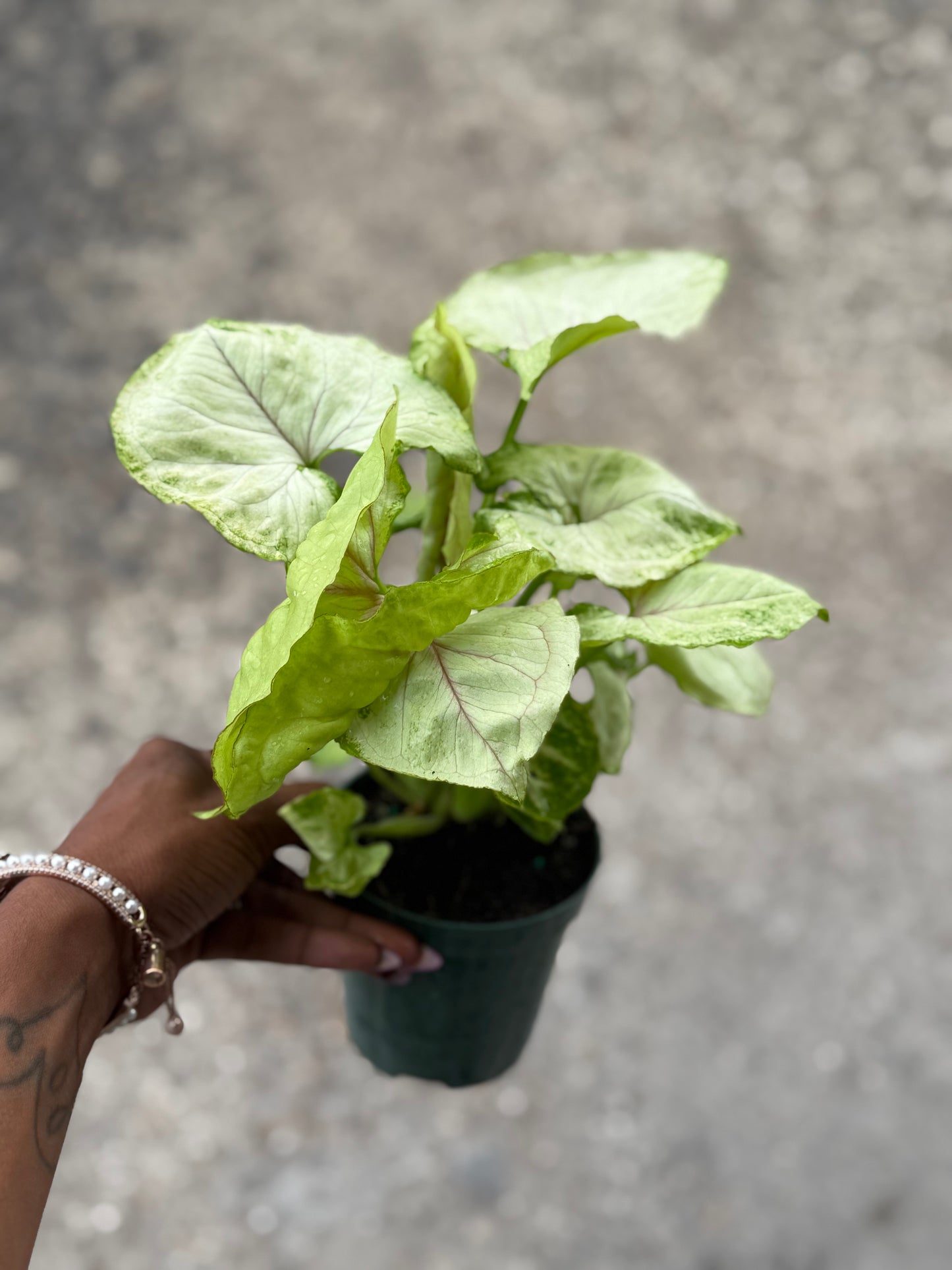 Syngonium 'Chiffon Allusion'