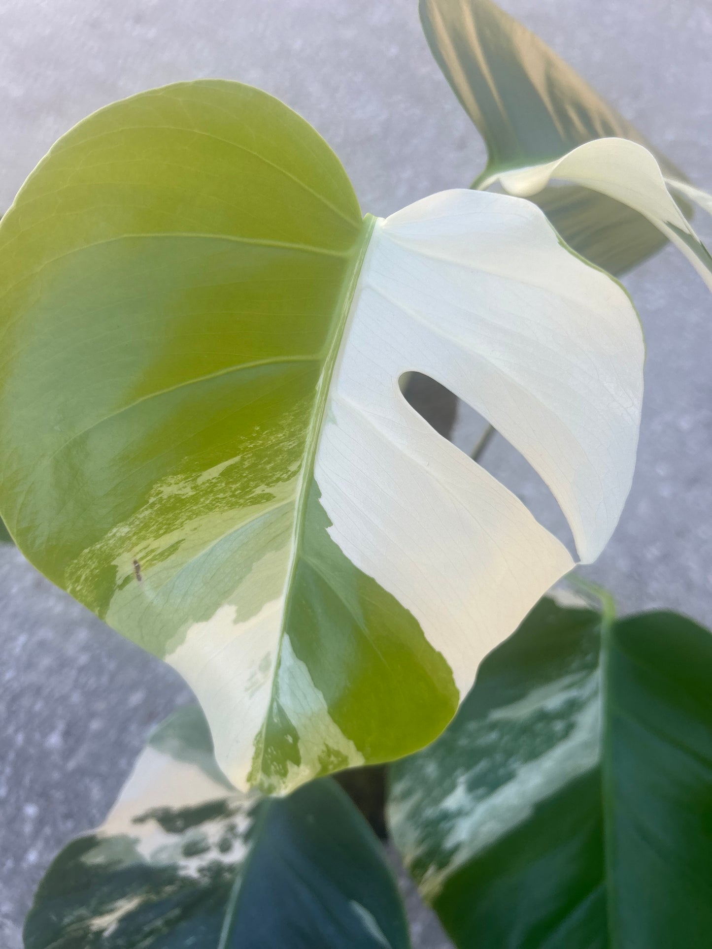 Monstera Albo