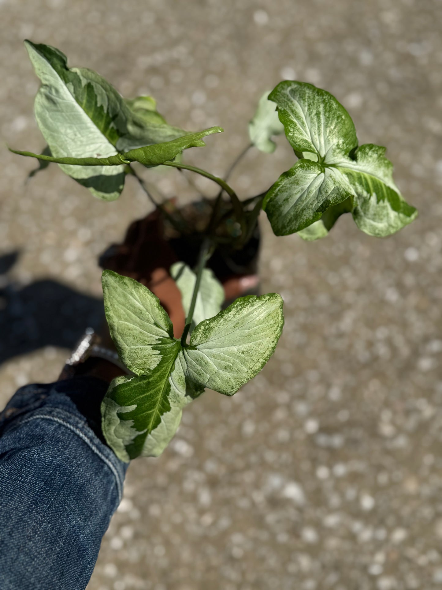 Syngonium Podophyllum 'Three Kings'