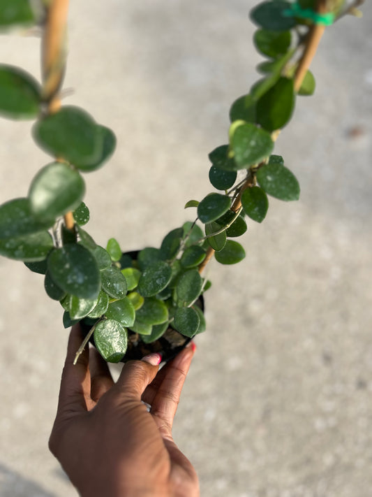 Hoya 'Mathilde Splash'