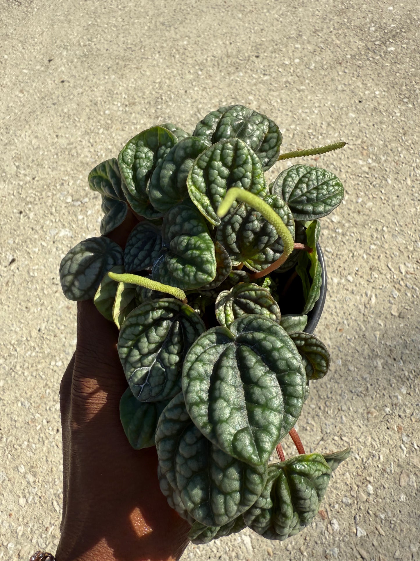 Peperomia 'Burbella'