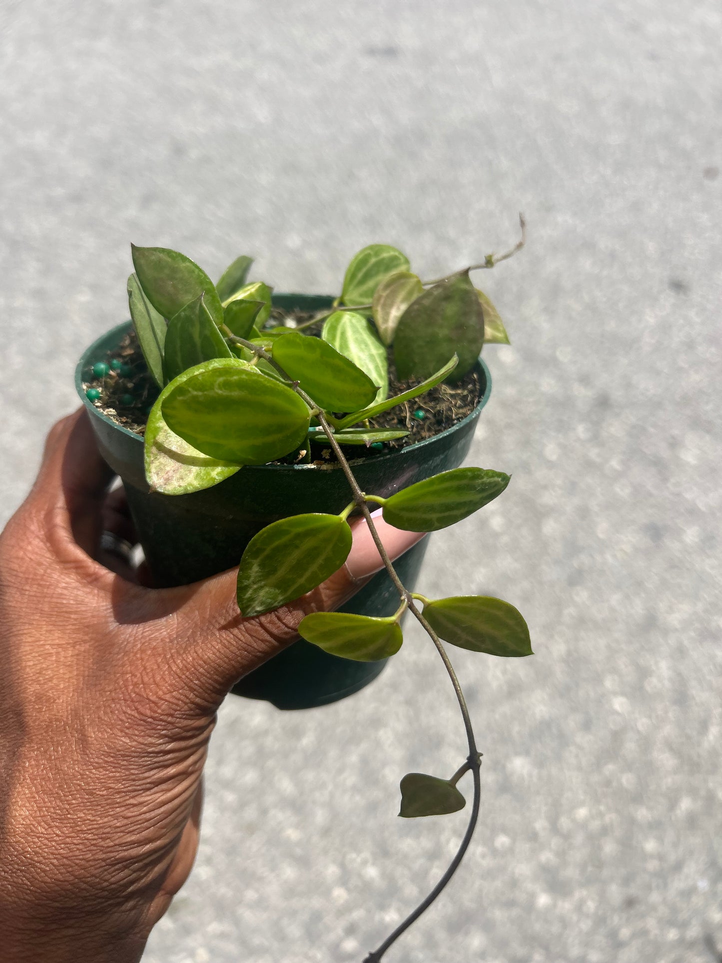 Dischidia Watermelon