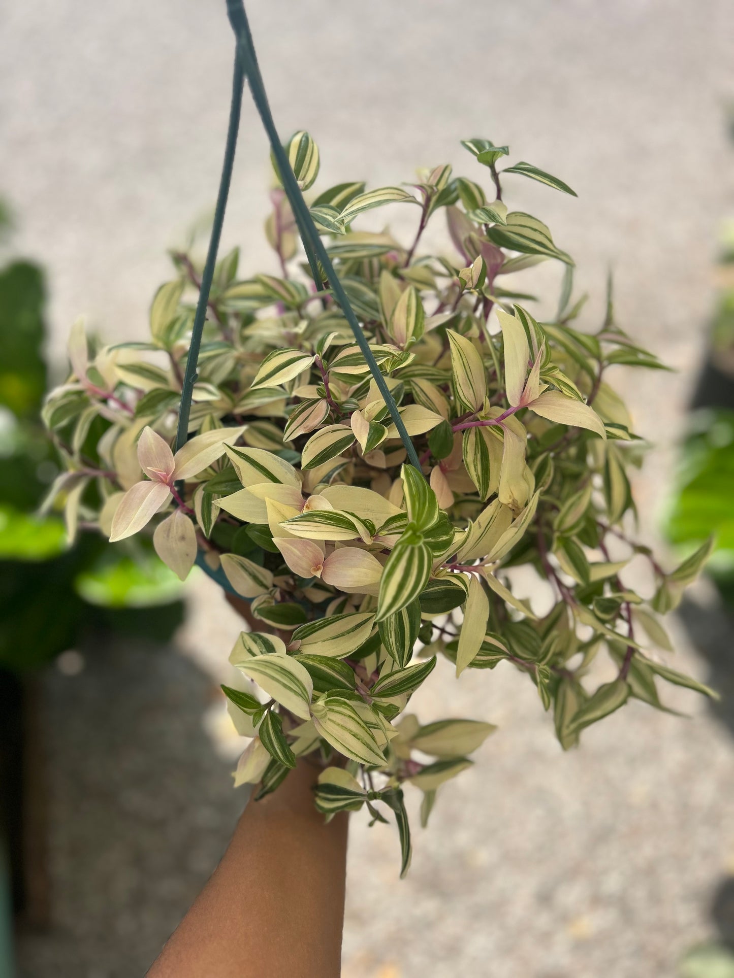 Tradescantia 'Tri-color'
