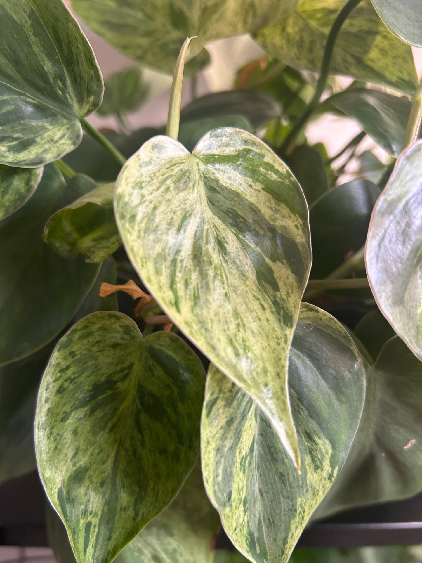 Philodendron 'Cordatum Heartleaf' Variegated