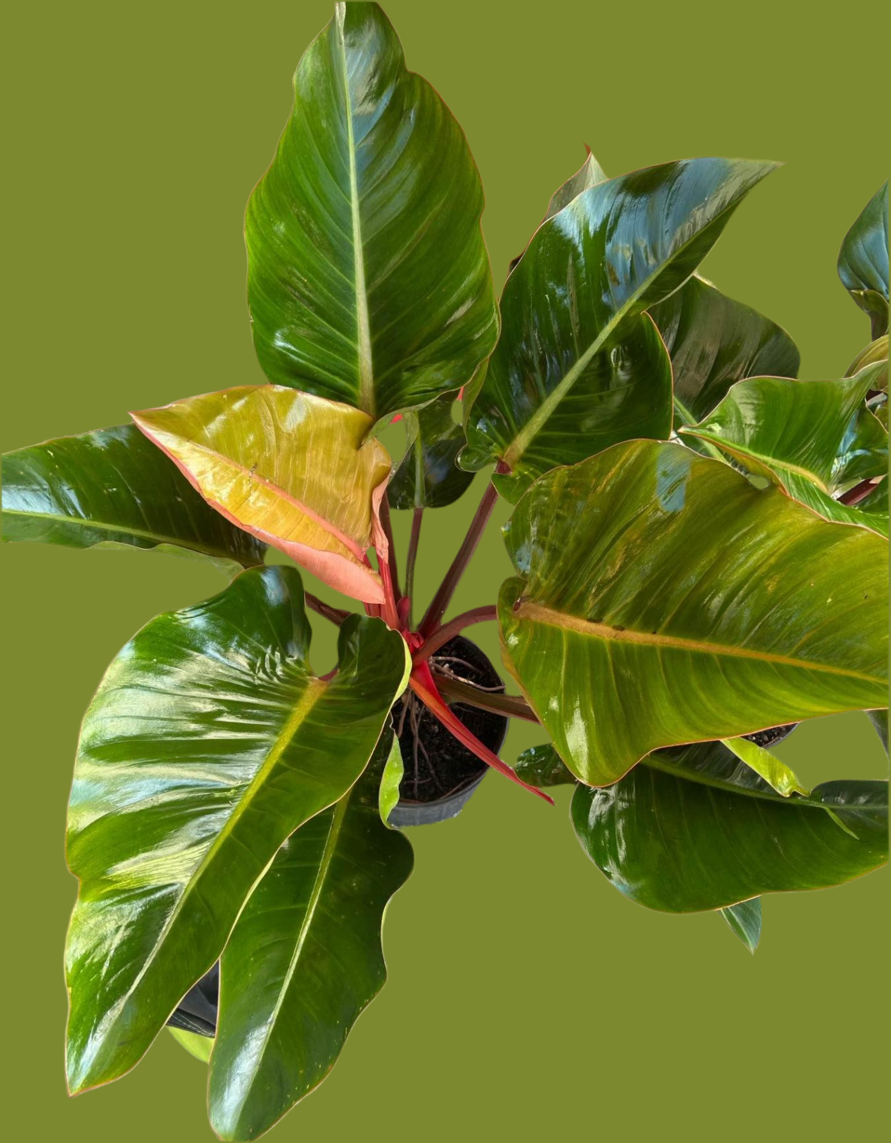 Philodendron 'Rojo Congo'