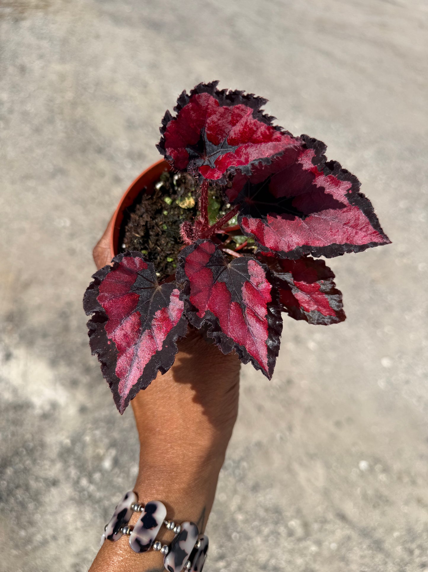 Begonia Red Robin