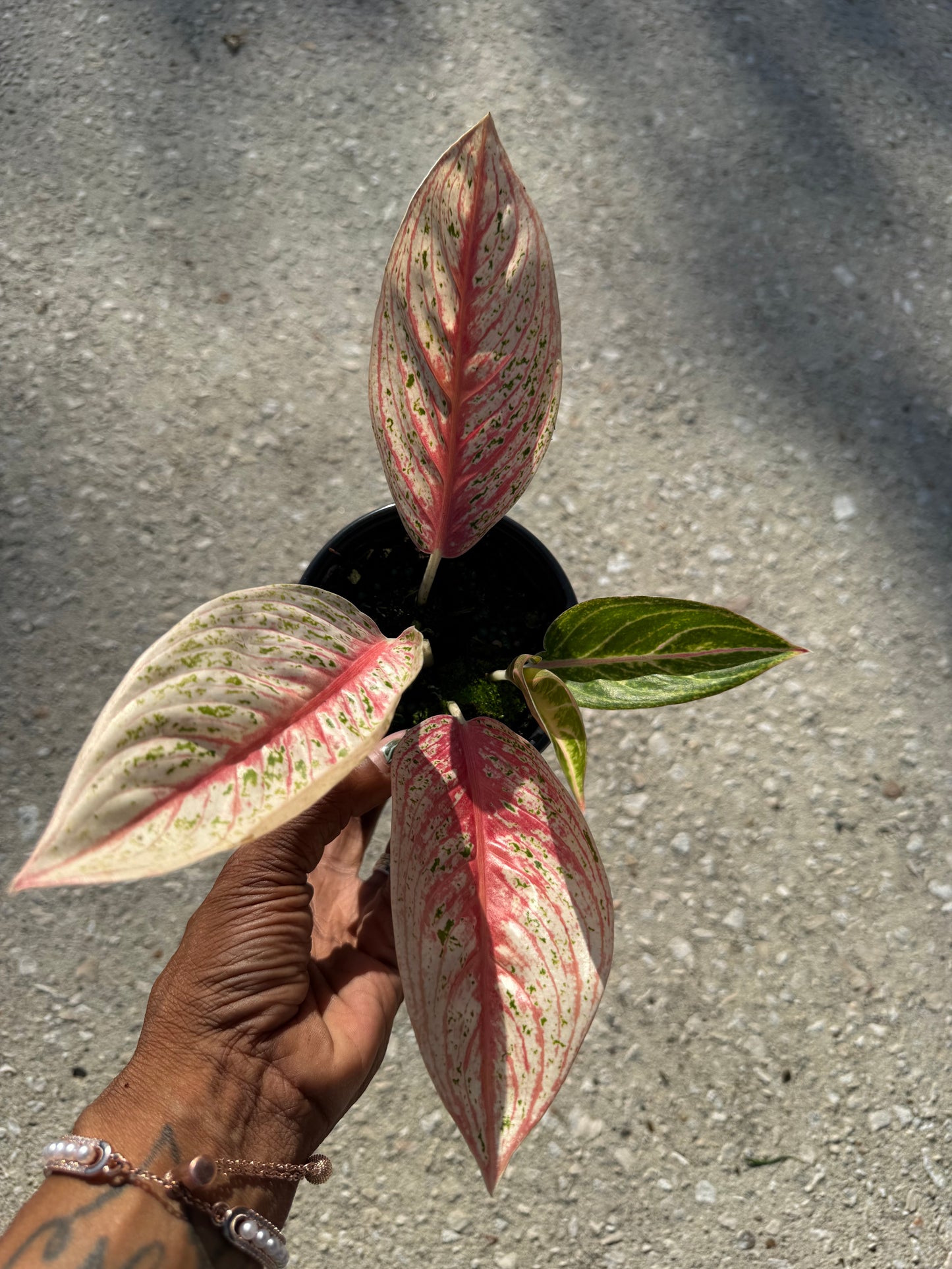Aglaonema 'Red Legacy'