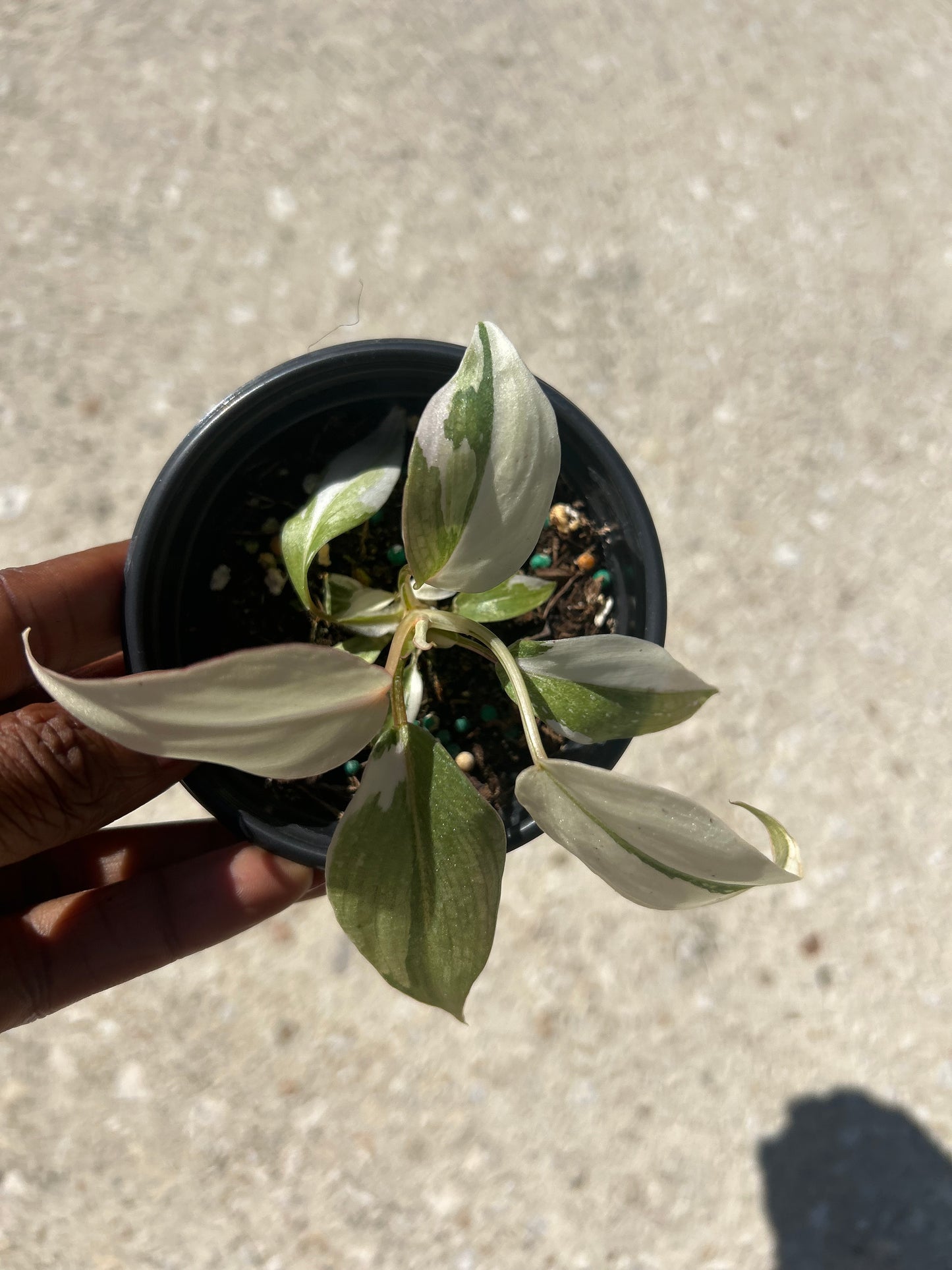 Philodendron 'Gloriosum' Variegated