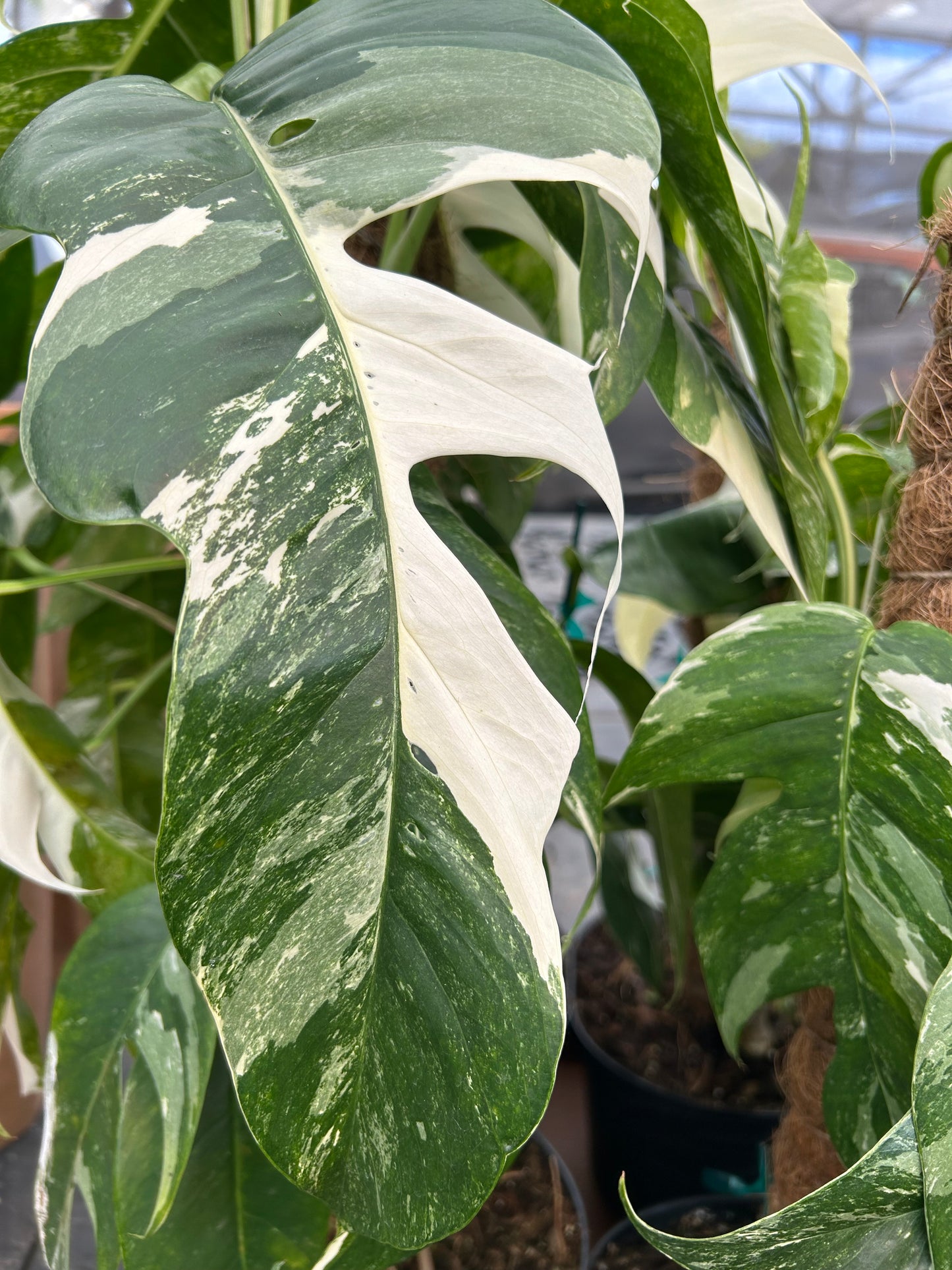 Pothos-Epipremnum Pinnatum 'Albo'
