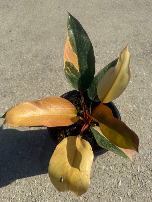 Philodendron 'Rojo Congo' Variegated