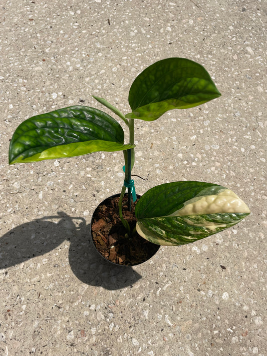 Monstera 'Peru Variegated'