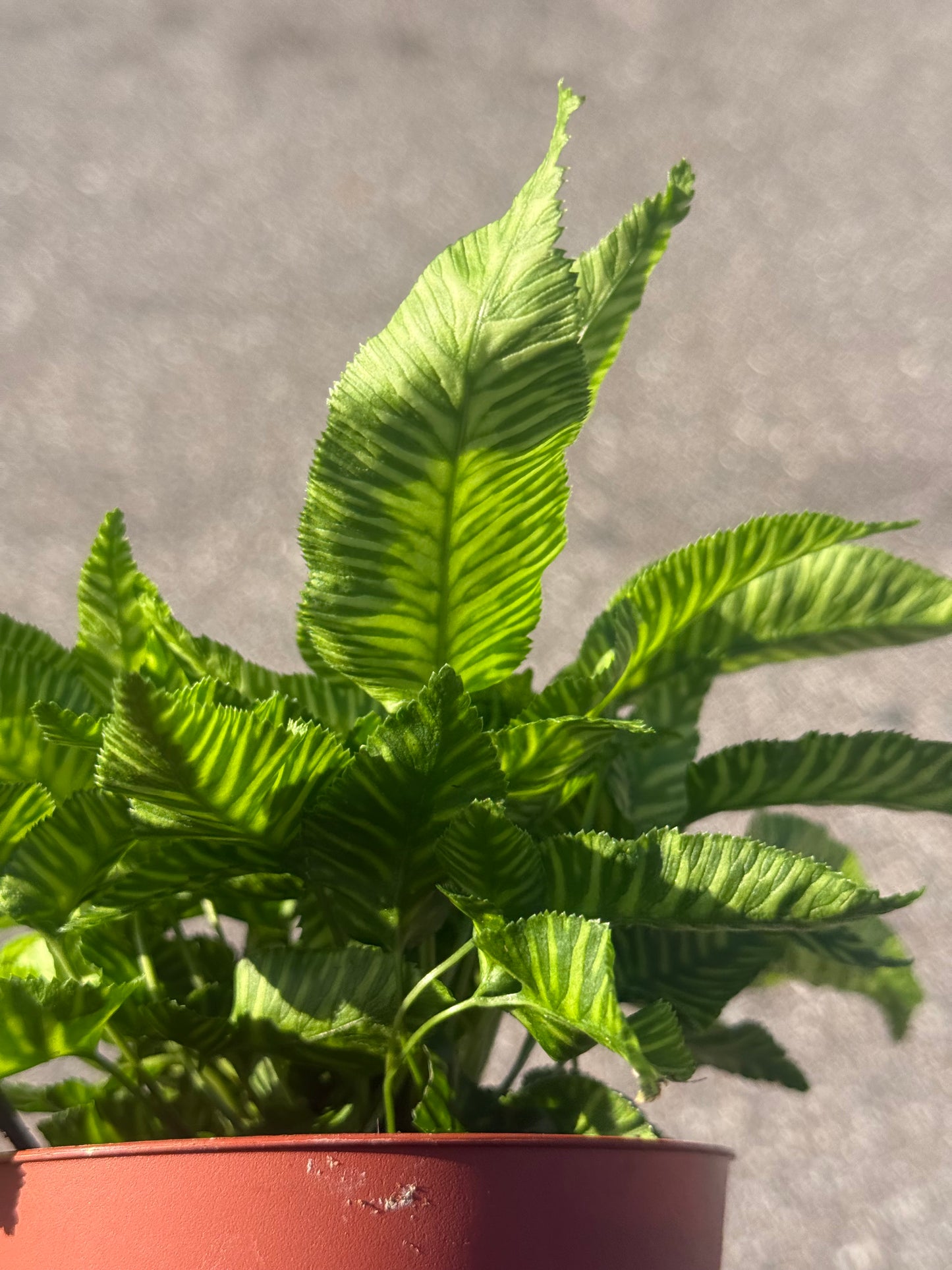 Coniogramme Emeiensis 'Golden Zebra Fern'