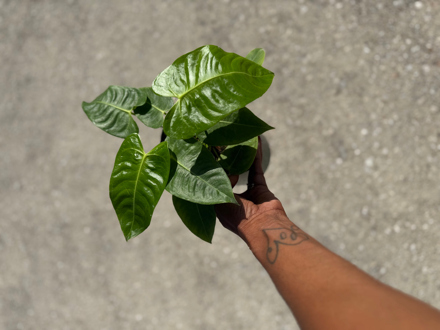 Anthurium Veitchii ‘King’