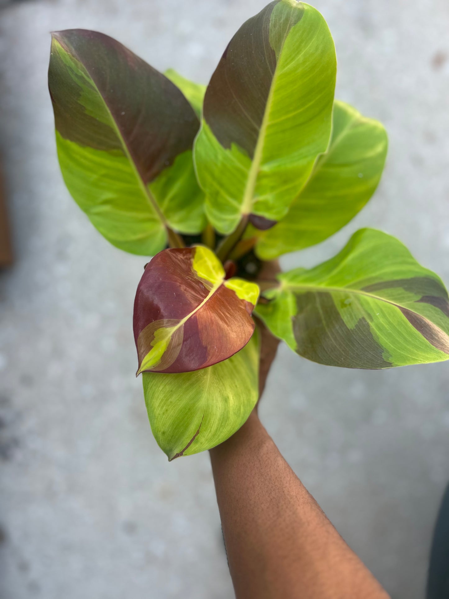 Philodendron Red Moon/Yellow Flame