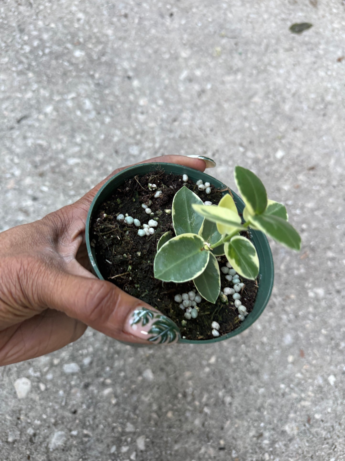 Hoya 'Cumingiana' albo