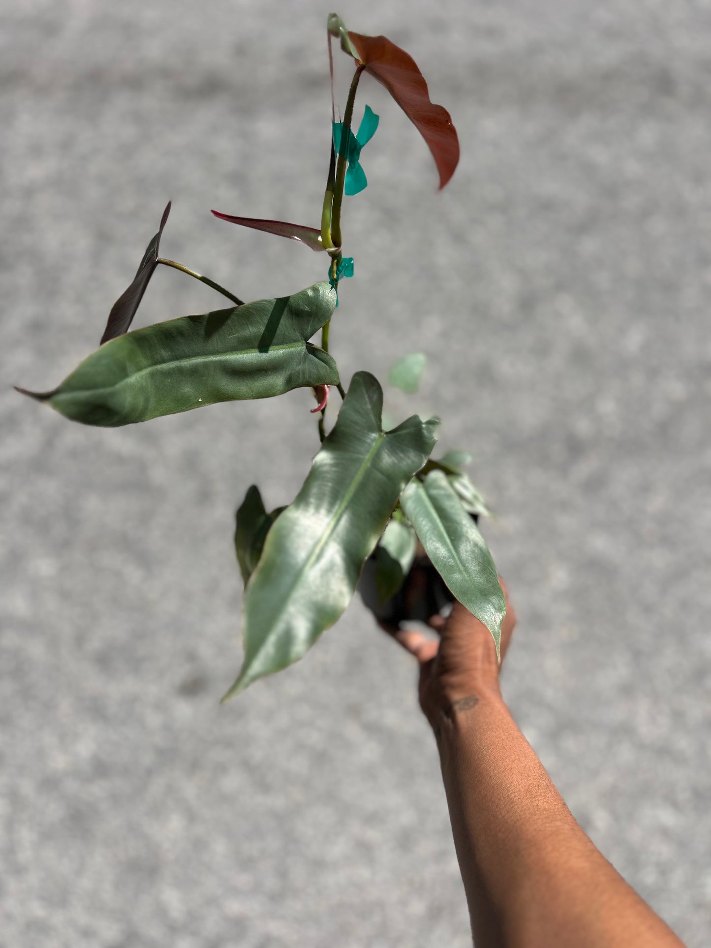 Philodendron 'Atabapoense'