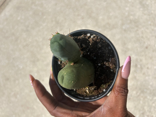Trichocereus Bridgesii Monstrose 'Penis cactus'