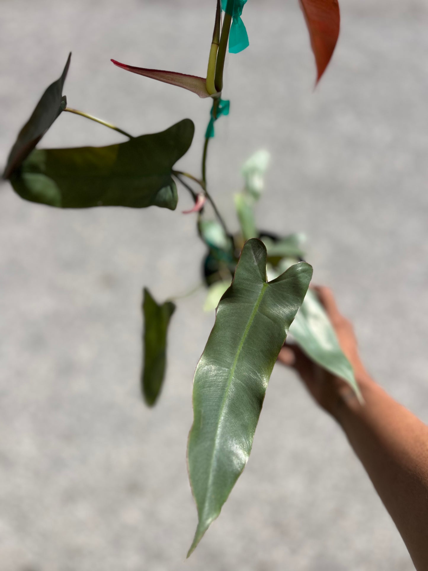 Philodendron 'Atabapoense'