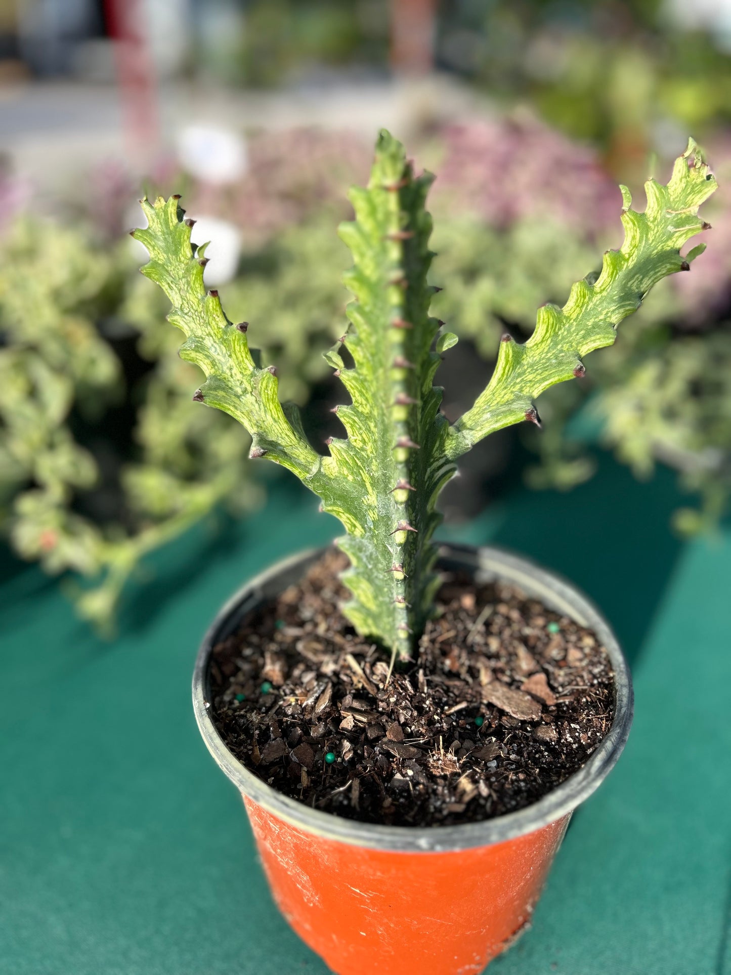 Euphorbia Lemon Lime