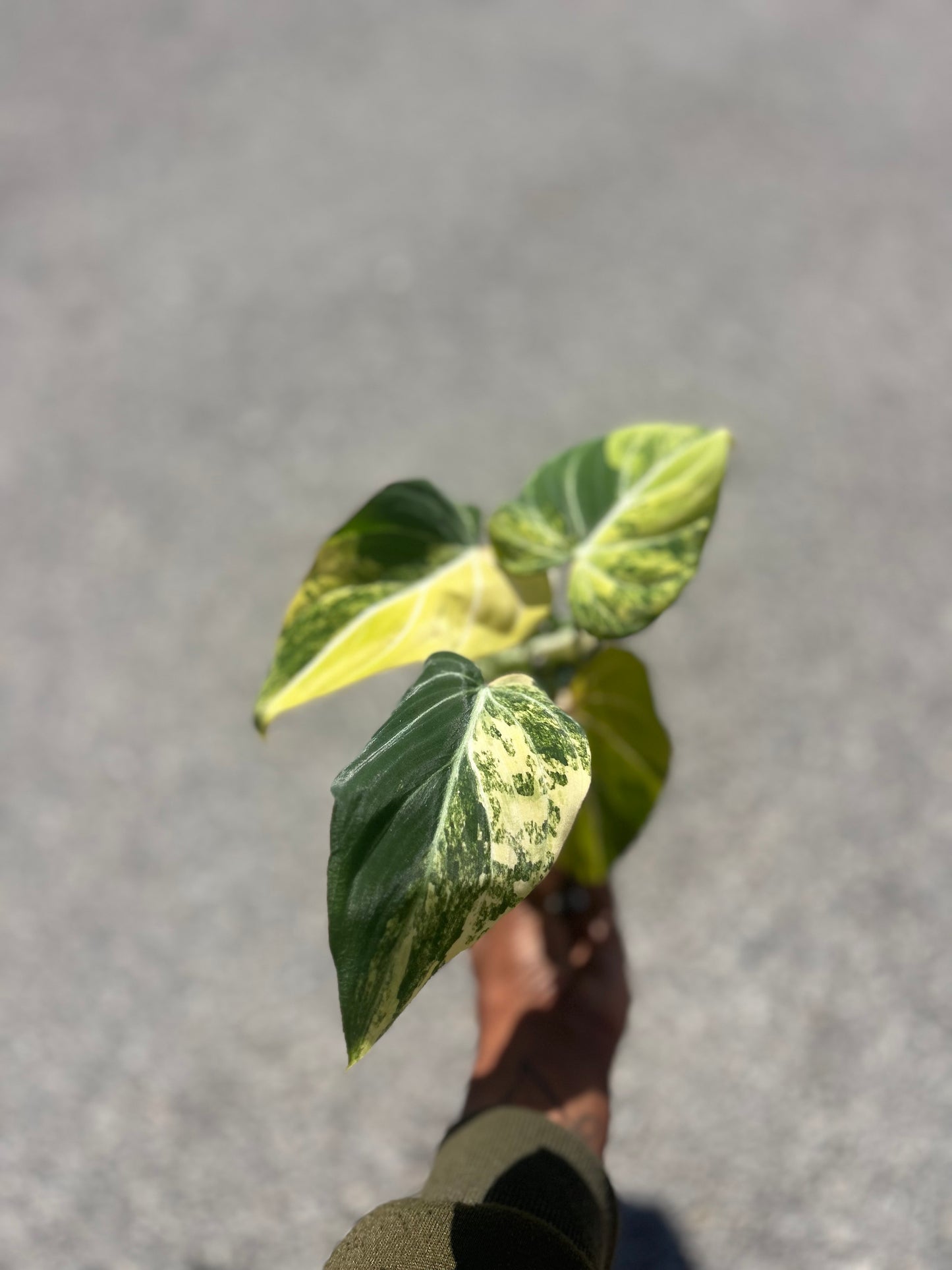 Philodendron Gloriosum Galaxy