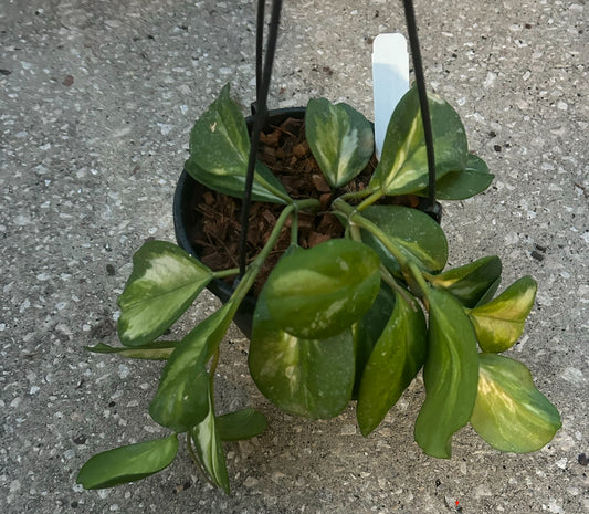 Hoya 'Obovata' (Inner Variegated)